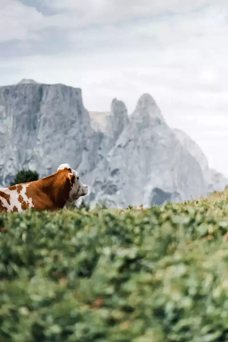 aesaggio-panorama-altoadige-sudtirol