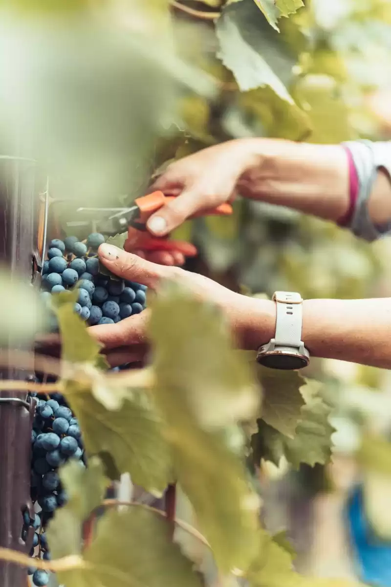 azienda-uva-vendemmia-raccolto-mani-turismo-2