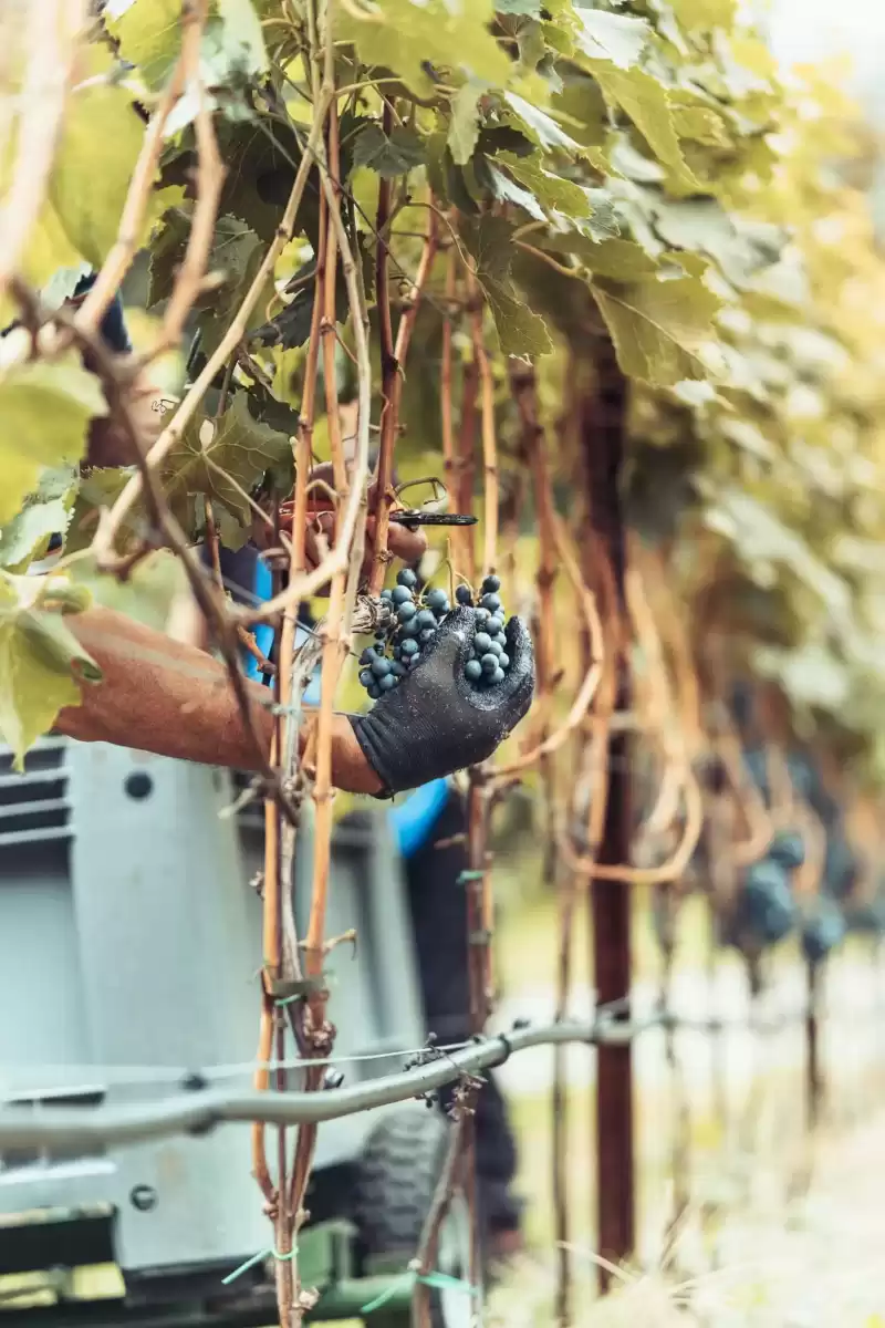 azienda-uva-vendemmia-raccolto-mani-turismo