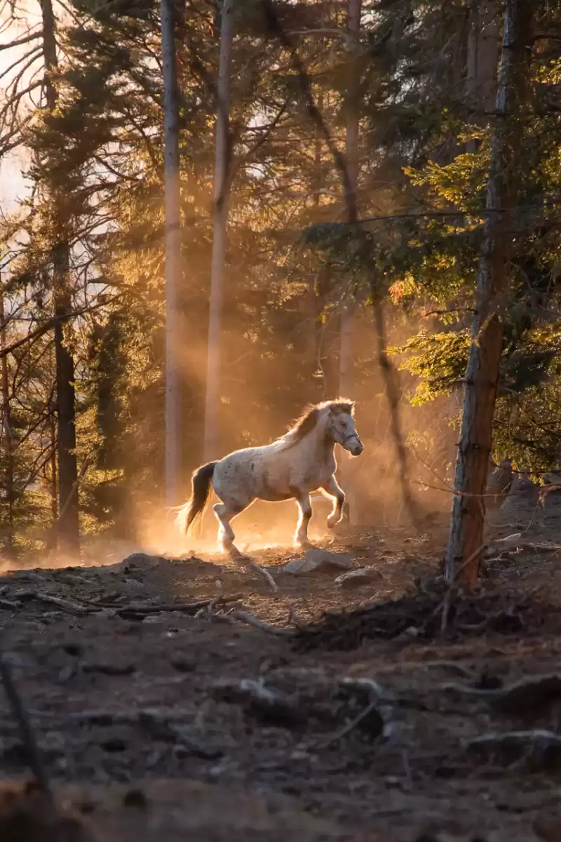 cavallo-bosco-sole-luci-polvere